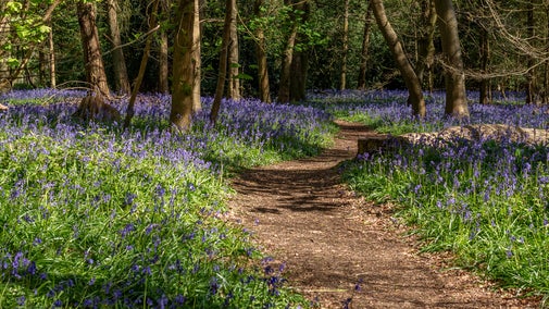 Bluebells in the Woodlands with a path in the middle at Cliveden, Buckinghamshire